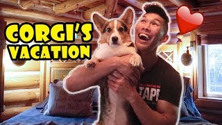 Giving a Vacation to My Corgi  Renting a Log Cabin for Him  Life After College Ep 620 [upl. by Mella]