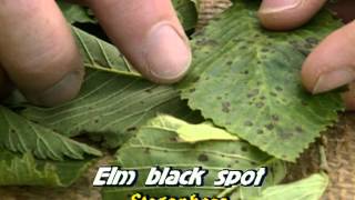 Ornamental Plant Diseases [upl. by Dyraj]