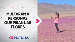 INDIGNACIÓN causa video que pisó flores del Desierto Florido Multarán a personas que lo hagan [upl. by Jude721]