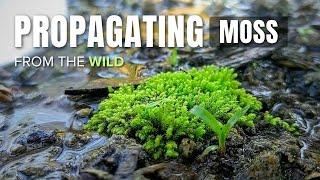 Propagating MOSS Collected from the Wild  How to propagate and find moss  Guide [upl. by Yadseut927]