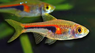 Top 10 Aquarium Fish For Beginners [upl. by Ilenay]