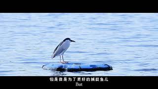 Autobiography of the Nycticorax nycticorax [upl. by Nyrret]