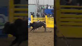 Bull Riding Thrills PRCA Valley City8 shorts short shortfeed viral rodeo bullriding cowboy [upl. by Arreit]