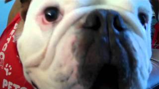 Barking English Bulldog [upl. by Voleta]