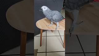 ClarenceCarterTHEAfricanGrey [upl. by Akeihsat355]