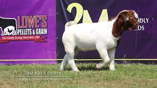 2M Boer Goats Snowmageddon [upl. by Treulich167]