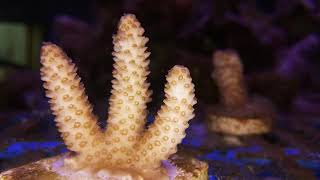 Coral Regeneration Timelapse 18 Days [upl. by Eduj]