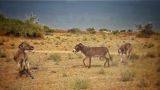 Donkeys Fighting During meeting animals pets gadha donkey shortsviral donkeyfarm [upl. by Aiza]