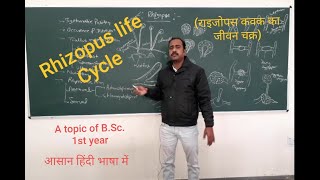 Rhizopus life Cycle  राइजोपस कवक का जीवन चक्र [upl. by Isis]