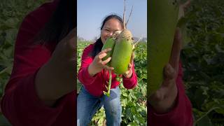 Enjoy remove radish harvesting activities from farmers with rural farming life reels radish 2024 [upl. by Sivrep]