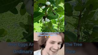 What is The white bhilawa tree 🌴 🥚 ytshorts shorts shortvideos viralvideos facts [upl. by Aihpledalihp]