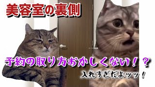 美容室で雇われてた時の話part1【猫ミーム】【猫マニ】 [upl. by Anitnuahs]