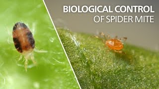 Biological control of spider mite  Phytoseiulus persimilis [upl. by Ahsila685]