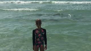 Stingrays in the shorelines of Manatee Public Beach Holmes Beach Florida [upl. by Innes730]