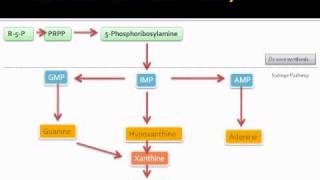 Purine metabolic pathway [upl. by Ailec]