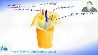 Peripheral Nervous System Nerve Anatomy [upl. by Kassia]