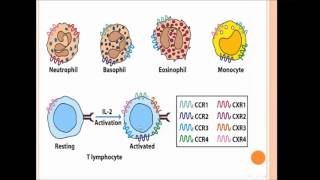 Leukocyte Activation amp Migration With Animations [upl. by Iosep428]