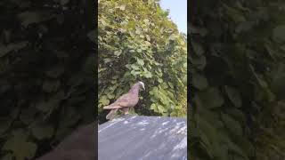 pigeon birds fancypigeonloft viralshorts fancybird [upl. by Fen657]