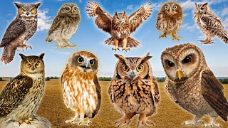 The Best Owl Sounds 🦉  Different Types of Owls and Their Sounds 15 types of owls [upl. by Yuille672]