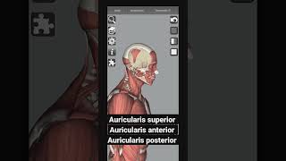 Ear muscles Auricularis superior Auricularis AnteriorAuricularis posterior Humananatomy shorts [upl. by Anhavas571]