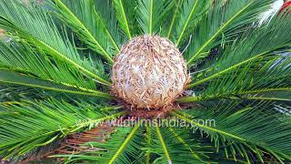 Cycad plant inflorescence seed plants with long fossil history separate male and female plants [upl. by Rozina547]