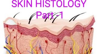 Histology of Skin [upl. by Aidyn]