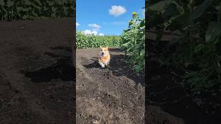 The calmness and craziness of the Sunflower maze Corgi corgis dogs labradors viral cutedog [upl. by Emmalynne]