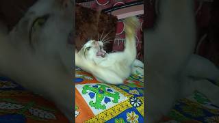 Cat vs feather cat shorts trending catplaying viralvideo [upl. by Kacey612]