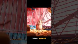 The hamster killed itselfshorts viral [upl. by Thinia163]