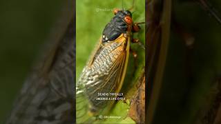 Cicada  The Loudest Insect On Earth [upl. by Ynaitirb]