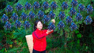 Single Girl Harvest gleditsia amp Goes To Market Sell  Harvesting And Cooking  Lý Song Ca [upl. by Chiquia]