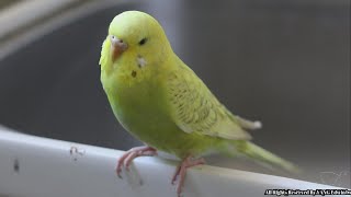 Female parakeet  budgie amazing calling sounds  Female budgie singing and calling sounds [upl. by Gudren257]