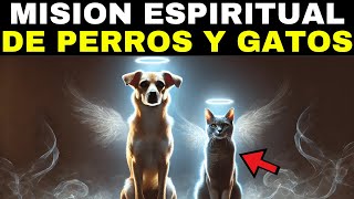 La Misión Espiritual de Tener Perros y Gatos en Tu Vida [upl. by Enamrahs]