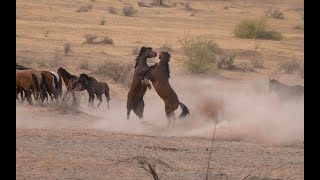 Wild Horses from the Gila River Indian Reservation  Filmed in 8K [upl. by Leandra496]