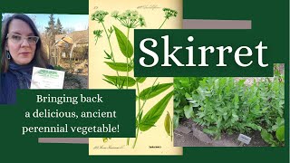 Skirret A Sweet Ancient Perennial Root Vegetable [upl. by Etnahsal566]