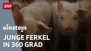 Die Geburt eines Schweines – ein Ferkel im 360 Grad Video  Einstein  SRF Wissen [upl. by Ryhpez539]