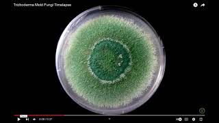 Growth Nature of Trichoderma Fungi  Review Video of EverymanBio [upl. by Maharg]