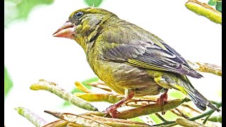 European Greenfinch Chloris chloris Verdilhão [upl. by Aitrop]