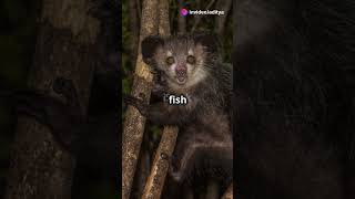 Discover the eerie ayeaye Madagascar’s unique nocturnal lemur Wildlife AyeAye Nature [upl. by Ydnak]