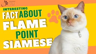 Flame Point Siamese  Facts amp Personality [upl. by Dagney]