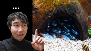 IS THIS FISH TANK OVERSTOCKED  Fish Tank Review 77 [upl. by Ylurt]