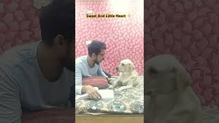 Honey Be Like Main Karunga Disturb 😃 dog labrador tranding youtubeshorts shorts pets [upl. by Korney]