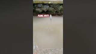 Wader mancing memancing shortvideo fishing short youtubeshorts youtube [upl. by Hassi]