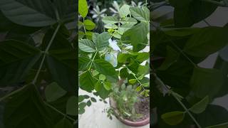 Finally my Aprajita plant is flowering 🪻aprajitaplant garden trending shorts youtubeshorts [upl. by Coit]