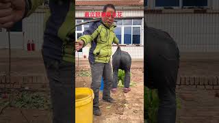 I didnt mean to My eyes are blurry recently Funny video My rural life [upl. by Caiaphas986]