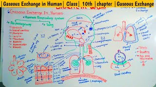 Gaseous Exchange in Human Class 10th chapter Gaseous Exchange [upl. by Asiek121]