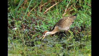 Bronzewinged Jacana subadult in Malaysia Penang Apr2024 [upl. by Nemaj]