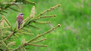 Strakoš obyčajný lat Lanius collurio Redbacked Shrike divokapolana birds karpaty [upl. by Anais572]