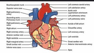 Heart Structure Information biology educational [upl. by Nivlam599]