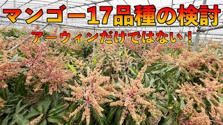 【3月のマンゴーやること！】アーウィンアップルマンゴー以外のおすすめ品種は！？なぜアーウィンだけだとダメなのか？Recommended varieties other than Irwin [upl. by Rutherford]